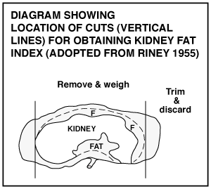 Kidney